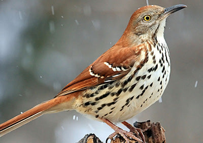 AKVIS AirBrush for Mac