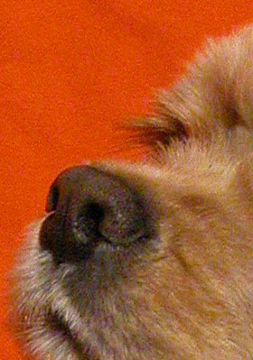 AKVIS Noise Buster AI for Mac